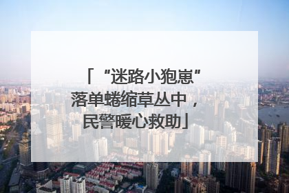 “迷路小狍崽”落单蜷缩草丛中，民警暖心救助