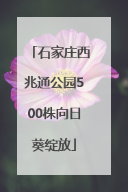 石家庄西兆通公园500株向日葵绽放