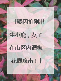 疑因拍刚出生小鹿，女子在市区内遭梅花鹿攻击！