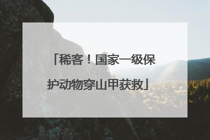 稀客！国家一级保护动物穿山甲获救