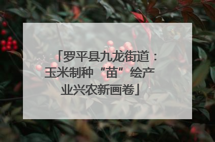 罗平县九龙街道：玉米制种“苗”绘产业兴农新画卷