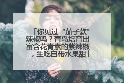 你见过“茄子款”辣椒吗？青岛培育出富含花青素的紫辣椒，生吃自带水果甜