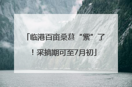 临港百亩桑葚“紫”了！采摘期可至7月初