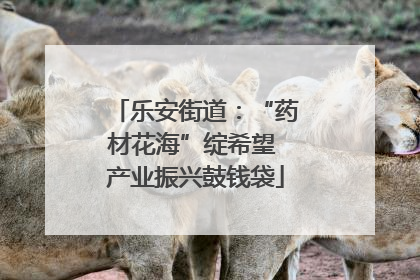 乐安街道：“药材花海”绽希望 产业振兴鼓钱袋
