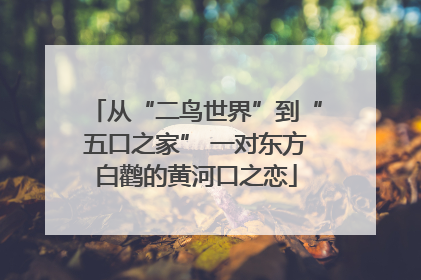从“二鸟世界”到“五口之家” 一对东方白鹳的黄河口之恋