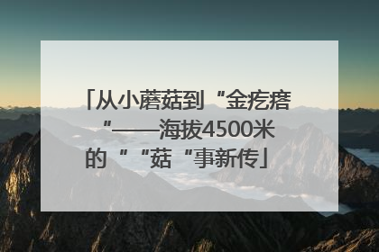 从小蘑菇到“金疙瘩“——海拔4500米的““菇“事新传