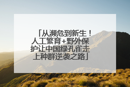 从濒危到新生！人工繁育+野外保护让中国绿孔雀走上种群逆袭之路