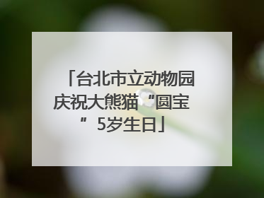 台北市立动物园庆祝大熊猫“圆宝”5岁生日