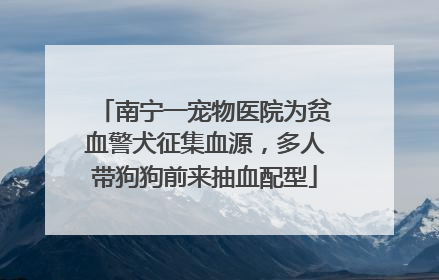 南宁一宠物医院为贫血警犬征集血源，多人带狗狗前来抽血配型