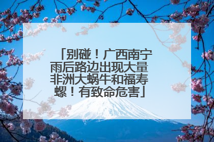 别碰！广西南宁雨后路边出现大量非洲大蜗牛和福寿螺！有致命危害