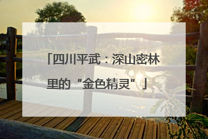 四川平武：深山密林里的“金色精灵”