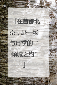 在首都北京，赴一场与月季的“倾城之约”