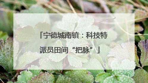 宁德城南镇：科技特派员田间“把脉”