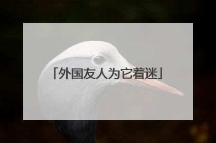 外国友人为它着迷