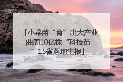 小菜苗“育”出大产业 曲周10亿株“科技苗”15省落地生根