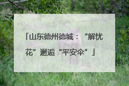 山东德州德城：“解忧花”邂逅“平安伞”