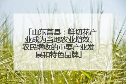 山东莒县：鲜切花产业成为当地农业增效、农民增收的重要产业发展和特色品牌