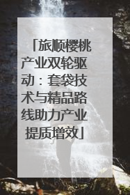 旅顺樱桃产业双轮驱动：套袋技术与精品路线助力产业提质增效