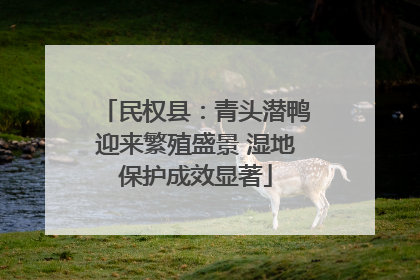 民权县：青头潜鸭迎来繁殖盛景 湿地保护成效显著