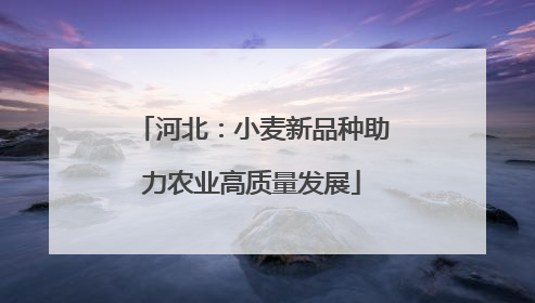 河北：小麦新品种助力农业高质量发展