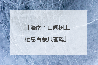 洛南：山间树上栖息百余只苍鹭
