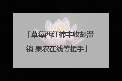 草莓西红柿丰收却滞销 果农在线等援手