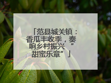 范县城关镇：香瓜丰收季，奏响乡村振兴 “甜蜜乐章”