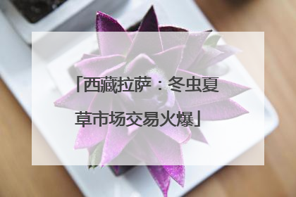 西藏拉萨：冬虫夏草市场交易火爆