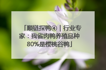 顺链探鸭④｜行业专家：我省肉鸭养殖品种80%是樱桃谷鸭