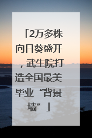 2万多株向日葵盛开，武生院打造全国最美毕业“背景墙”