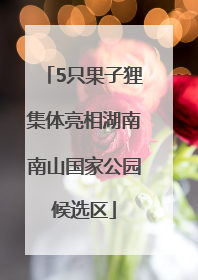 5只果子狸集体亮相湖南南山国家公园候选区